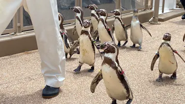 アクアワールド茨城県大洗水族館に投稿された画像（2026/5/26）