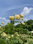 ぎふワールド・ローズガーデンに投稿された画像（2026/5/26）