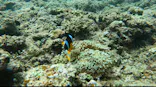 武藤潜水に投稿された画像（2026/5/26）