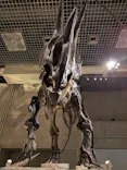 国立科学博物館に投稿された画像（2026/5/26）