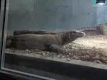 名古屋市東山動植物園に投稿された画像（2026/5/26）
