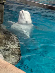 名古屋港水族館に投稿された画像（2026/5/26）