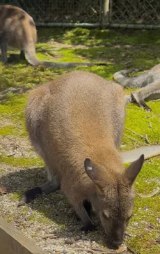 こども動物自然公園（埼玉県公園緑地協会）に投稿された画像（2026/5/26）