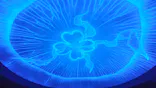 新江ノ島水族館に投稿された画像（2026/5/26）