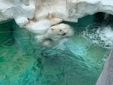 恩賜上野動物園に投稿された画像（2026/5/26）