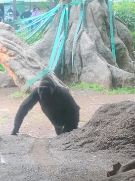 恩賜上野動物園に投稿された画像（2026/5/26）