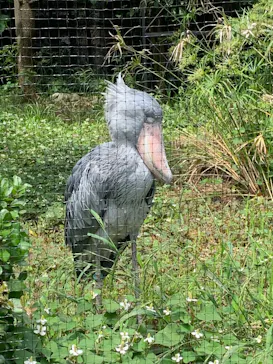恩賜上野動物園に投稿された画像（2026/5/26）