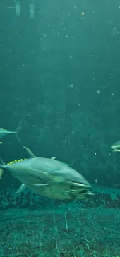葛西臨海水族園に投稿された画像（2026/5/26）