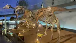 福井県立恐竜博物館に投稿された画像（2026/5/26）