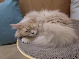 Cat Café MOFF イオンモール豊川店に投稿された画像（2026/5/27）