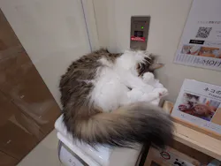 Cat Café MOFF イオンモール豊川店に投稿された画像（2026/5/26）