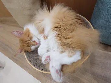 Cat Café MOFF イオンモール豊川店に投稿された画像（2026/5/26）