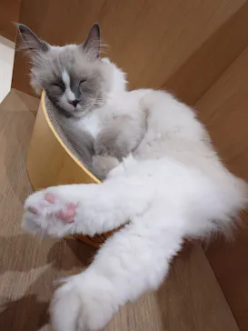 Cat Café MOFF イオンモール豊川店に投稿された画像（2026/5/26）