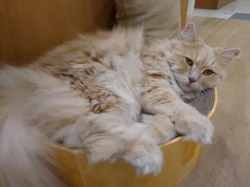 Cat Café MOFF イオンモール豊川店に投稿された画像（2026/5/26）