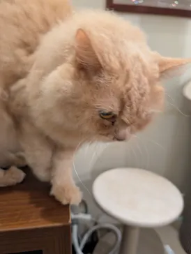 猫カフェモカ　池袋東口店に投稿された画像（2026/5/27）