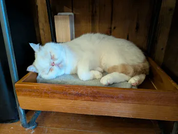 猫カフェモカ　池袋東口店に投稿された画像（2026/5/27）