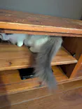 猫カフェモカ　池袋東口店に投稿された画像（2026/5/27）