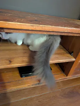 猫カフェモカ　池袋東口店に投稿された画像（2026/5/27）