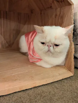 猫カフェモカ　池袋東口店に投稿された画像（2026/5/27）