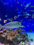 新江ノ島水族館に投稿された画像（2026/5/27）