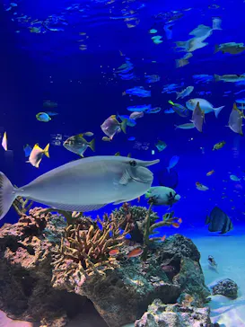新江ノ島水族館に投稿された画像（2026/5/27）