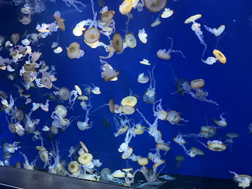 新江ノ島水族館に投稿された画像（2026/5/27）