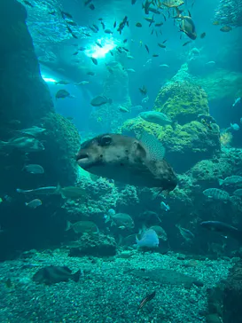 新江ノ島水族館に投稿された画像（2026/5/27）