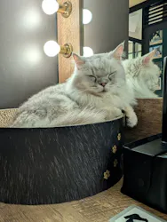 猫カフェモカ　池袋東口店に投稿された画像（2026/5/27）