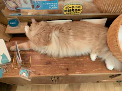 猫カフェモカ　池袋東口店に投稿された画像（2026/5/27）