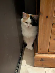 猫カフェモカ　池袋東口店に投稿された画像（2026/5/27）