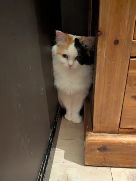 猫カフェモカ　池袋東口店に投稿された画像（2026/5/27）