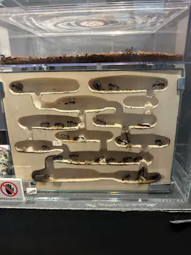 特別展「超危険生物展　科学で挑む生き物の本気」に投稿された画像（2026/5/27）