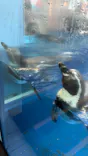 新江ノ島水族館に投稿された画像（2026/5/27）