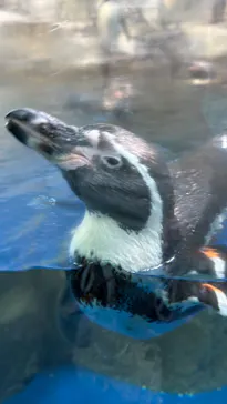 新江ノ島水族館に投稿された画像（2026/5/27）