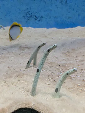 大分マリーンパレス水族館 「うみたまご」に投稿された画像（2026/5/27）