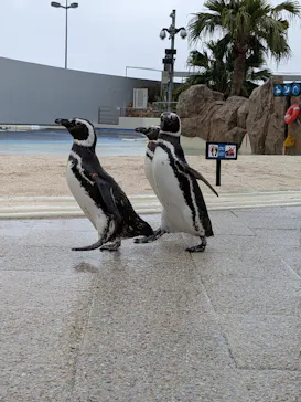 大分マリーンパレス水族館 「うみたまご」に投稿された画像（2026/5/27）