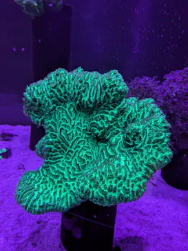 大分マリーンパレス水族館 「うみたまご」に投稿された画像（2026/5/27）
