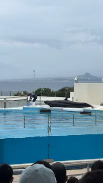 沖縄美ら海水族館に投稿された画像（2026/5/27）