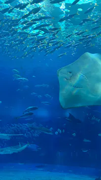 沖縄美ら海水族館に投稿された画像（2026/5/27）