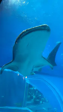 沖縄美ら海水族館に投稿された画像（2026/5/27）