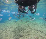 武藤潜水に投稿された画像（2026/5/27）