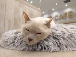 猫カフェモカ　町田ジョルナ店に投稿された画像（2026/5/27）