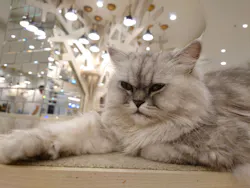 猫カフェモカ　町田ジョルナ店に投稿された画像（2026/5/27）
