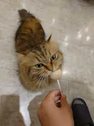 猫カフェモカ　町田ジョルナ店に投稿された画像（2026/5/27）