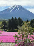 富士芝桜まつり(富士本栖湖リゾート)に投稿された画像（2026/5/27）