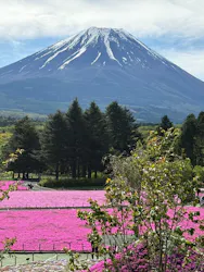 富士芝桜まつり(富士本栖湖リゾート)に投稿された画像（2026/5/27）