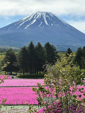 富士芝桜まつり(富士本栖湖リゾート)に投稿された画像（2026/5/27）