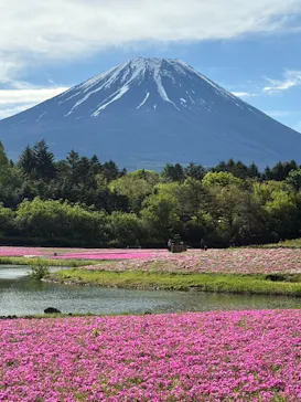 富士芝桜まつり(富士本栖湖リゾート)に投稿された画像（2026/5/27）