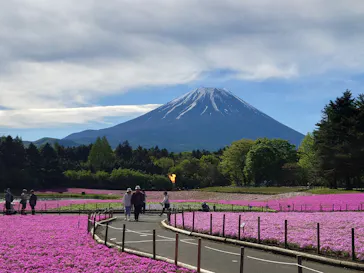富士芝桜まつり(富士本栖湖リゾート)に投稿された画像（2026/5/27）