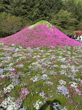 富士芝桜まつり(富士本栖湖リゾート)に投稿された画像（2026/5/27）
